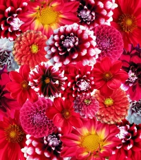 Zahradní sen v červeném - semena letniček - směs letniček - 0,9 g