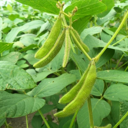 BIO Sója luštinatá Edamame - Glycine max - bio semena sóji - 25 ks