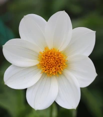 Jiřinka Topmix bílá - Dahlia - hlízy jiřinky - 1 ks