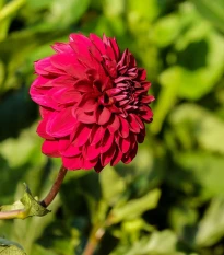 Jiřinka Melody Mambo - Dahlia - hlízy jiřinky - 1 ks