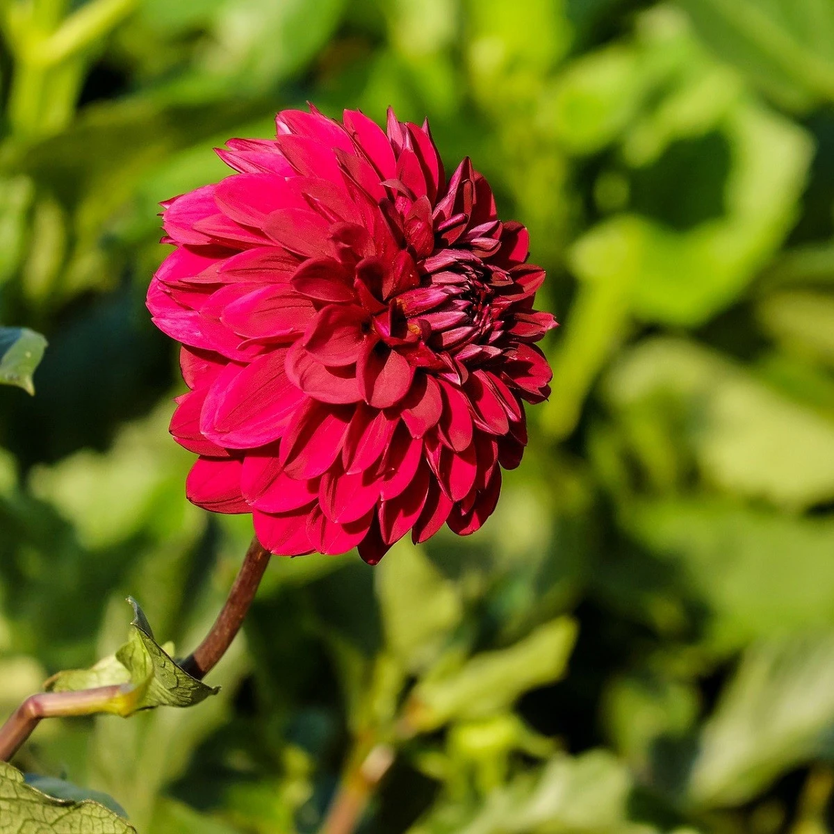 Jiřinka Melody Mambo - Dahlia - hlízy jiřinky - 1 ks