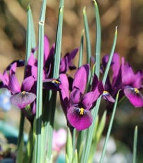 Kosatec síťkovaný George - Iris reticulata - cibuloviny - 3 ks
