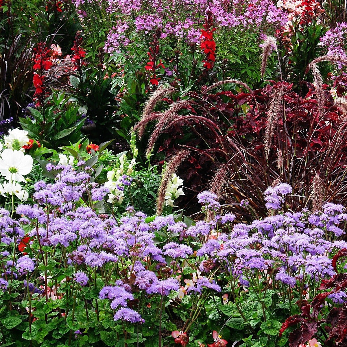 Letničky do stínu - semena letniček - směs letniček - 3 g