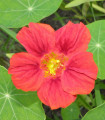 Lichořeřišnice menší Whirlybird Rose - Kapucínka - Tropaeolum minus - semena lichořeřišnice - 10 ks