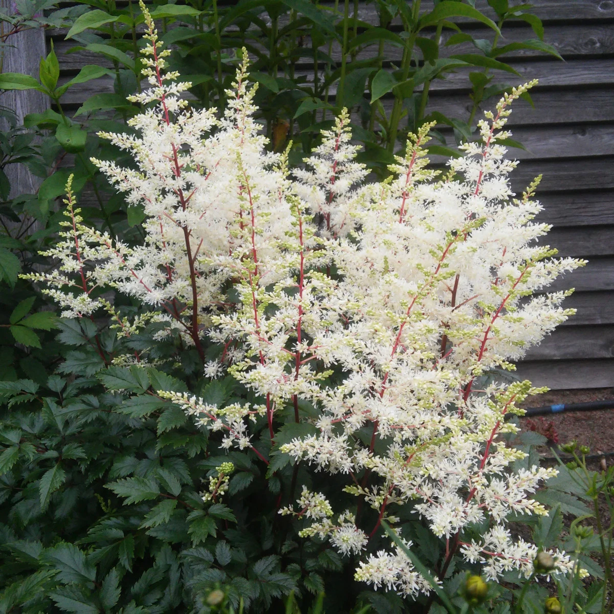 Čechrava arendsii bílá - Astilbe arendsii - semena čechravy - 8 ks