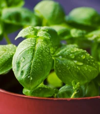 Bazalka pravá balkónová - Ocimum basilicum - semena bazalky - 200 ks