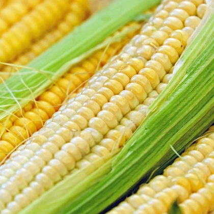 Kukuřice cukrová Tauris F1 - Zea Mays - semena - 6 g