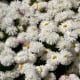 Sedmikráska středně plnokvětá bílá - Bellis perennis - semena sedmikrásky - 0,1 g