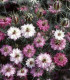 Černucha damašská růžovobílá směs - Nigella damascena - semena černuchy - 200 ks