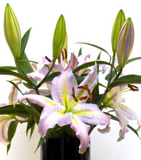 Lilie Mona Lisa - Lilium - cibuloviny - 1 ks