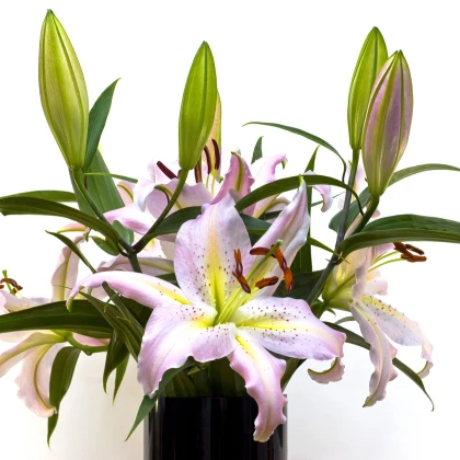 Lilie Mona Lisa - Lilium - cibuloviny - 1 ks