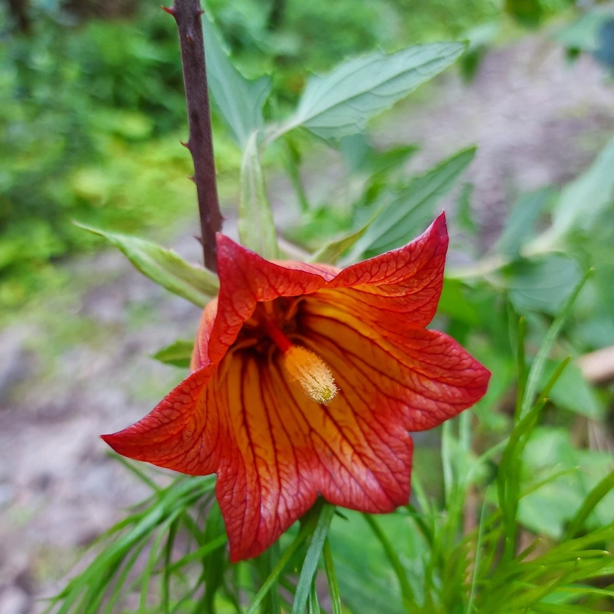Kanarína kanárská - Kanárský zvonek - Canarina canariensis - semena kanaríny - 6 ks