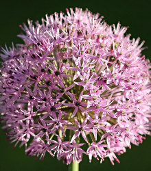 Česnek Karatavský - Allium karataviense - cibuloviny - 3 ks