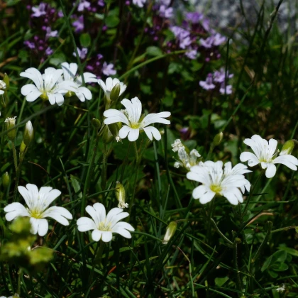 Hvozdík kropenatý bílý - Dianthus deltoides - semena hvozdíku - 100 ks