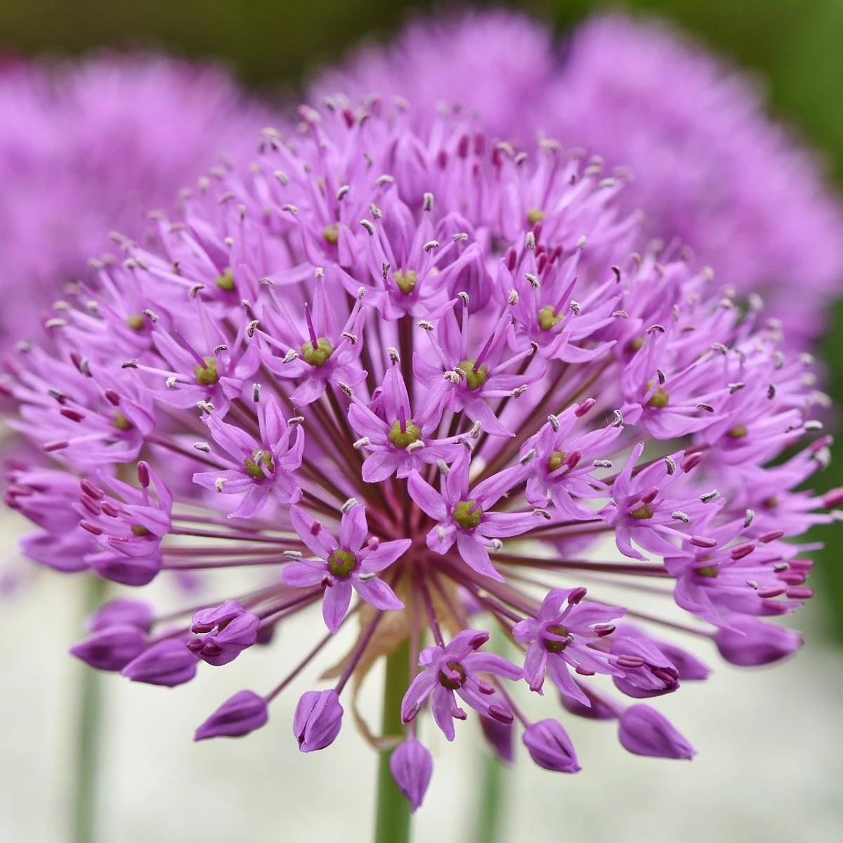 Česnek Red Giant - Allium - cibule okrasného česneku - 3 ks