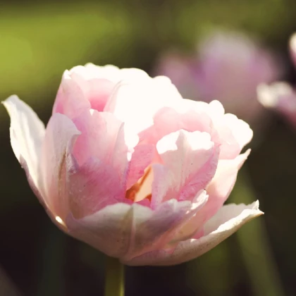 Tulipán Angelique - Tulipa Angelique - cibuloviny - 3 ks