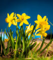 Narcis Baby Moon - Narcissus jonquilla - cibule narcisu - 3 ks