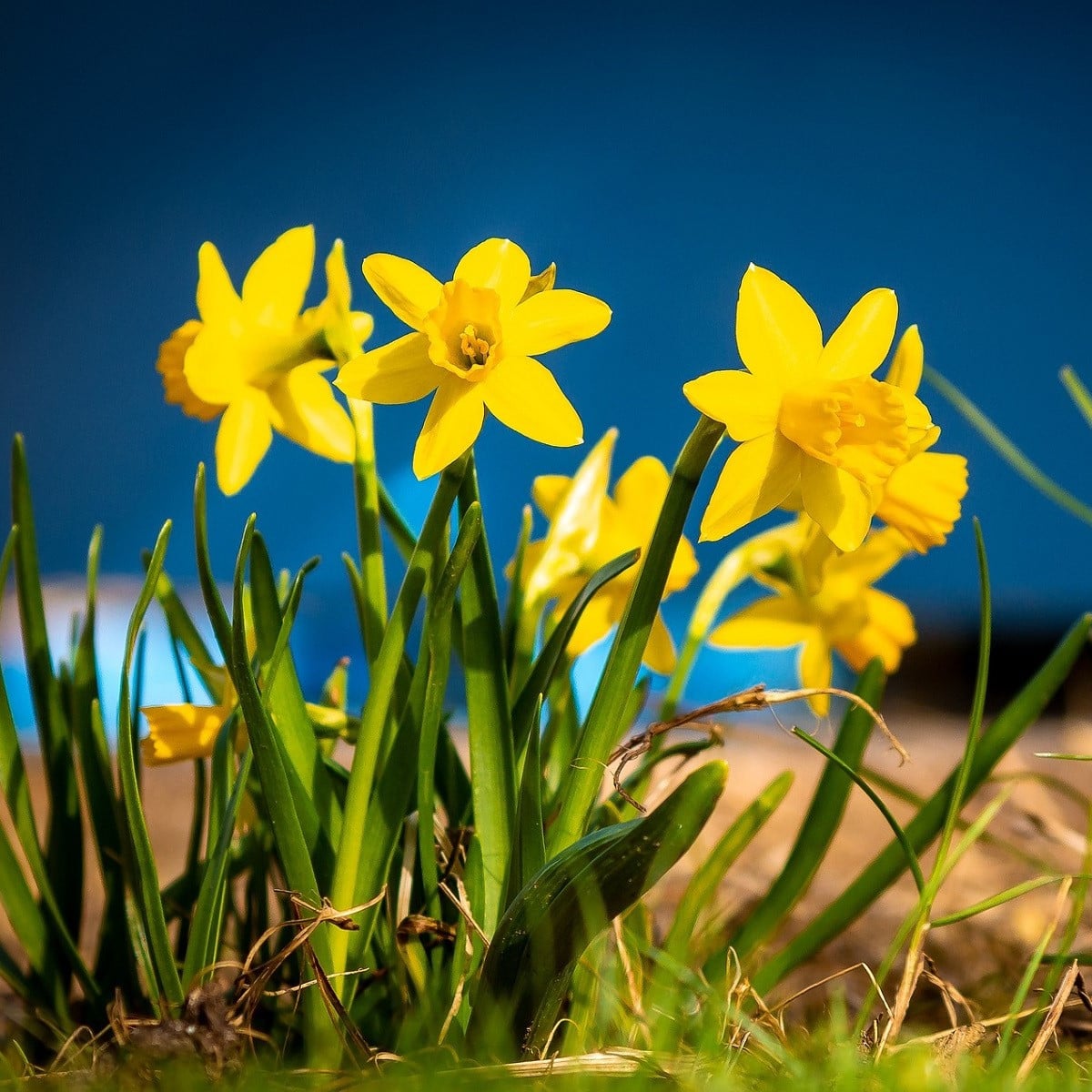 Narcis Baby Moon - Narcissus jonquilla - cibule narcisu - 3 ks
