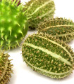 Okrasná okurka - Cucumis insignis - semena - 6 ks