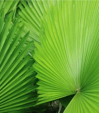 Palma - Carludovica rotundifolia - semena palmy - 3 ks