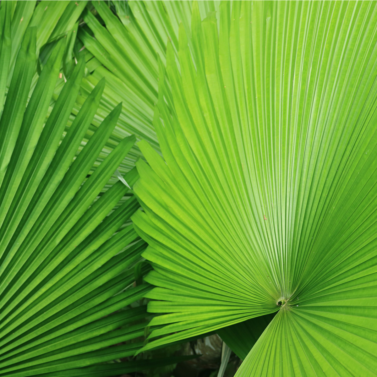 Palma - Carludovica rotundifolia - semena palmy - 3 ks