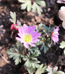 Sasanka Pink Star - Anemone blanda - hlízy sasanek - 3 ks