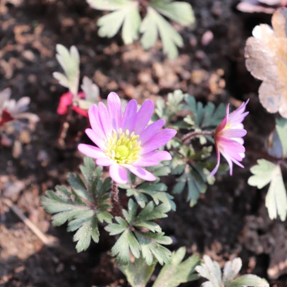 Sasanka vábná Pink Star - Anemone blanda - hlízy sasanky - 3 ks