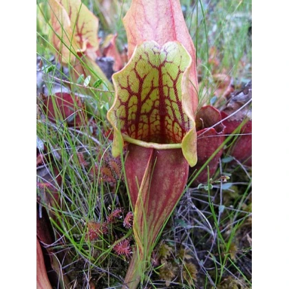 Špirlice nachová - Sarracenia purpurea - semena špirlice - 8 ks