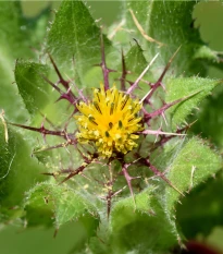 BIO Benedikt lékařský - Cnicus benedictus - bio semena benediktu - 10 ks