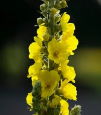 BIO Divizna velkokvětá - Verbascum densiflorum - bio semena divizny - 300 ks