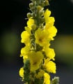 BIO Divizna velkokvětá - Verbascum densiflorum - bio semena divizny - 300 ks