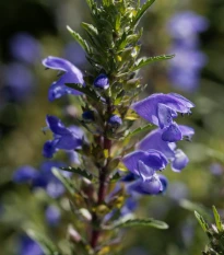 BIO Včelník moldavský - Dracocephalum moldavica - bio semena včelníku - 150 ks