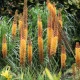 Liliochvostec Kleopatra - Eremurus - hlízy liliochvostce - 1 ks