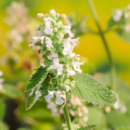 BIO Šanta kočičí citrónová - Nepeta cataria var. citriodora - bio semena šanty - 15 ks