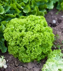 BIO Salát listový Lollo Bionda Limeira - Lactuca sativa - bio semena salátu - 20 ks