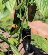 Paprika Black Knight F1 - Capsicum annuum - semena papriky - 7 ks