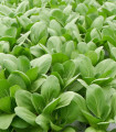 Pak Choi Atari F1 - Brassica rapa chinensis - semena pak choi - 50 ks