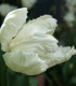 Tulipán White Parrot - Tulipa - cibule tulipánu - 3 ks