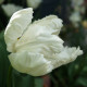Tulipán White Parrot - Tulipa - cibule tulipánu - 3 ks