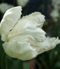 Tulipán White Parrot - Tulipa - cibule tulipánu - 3 ks