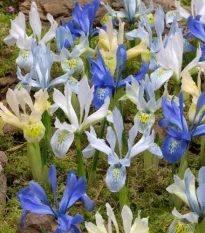 Nízké kosatce směs - Iris reticulata - cibulky kosatce - 5 ks