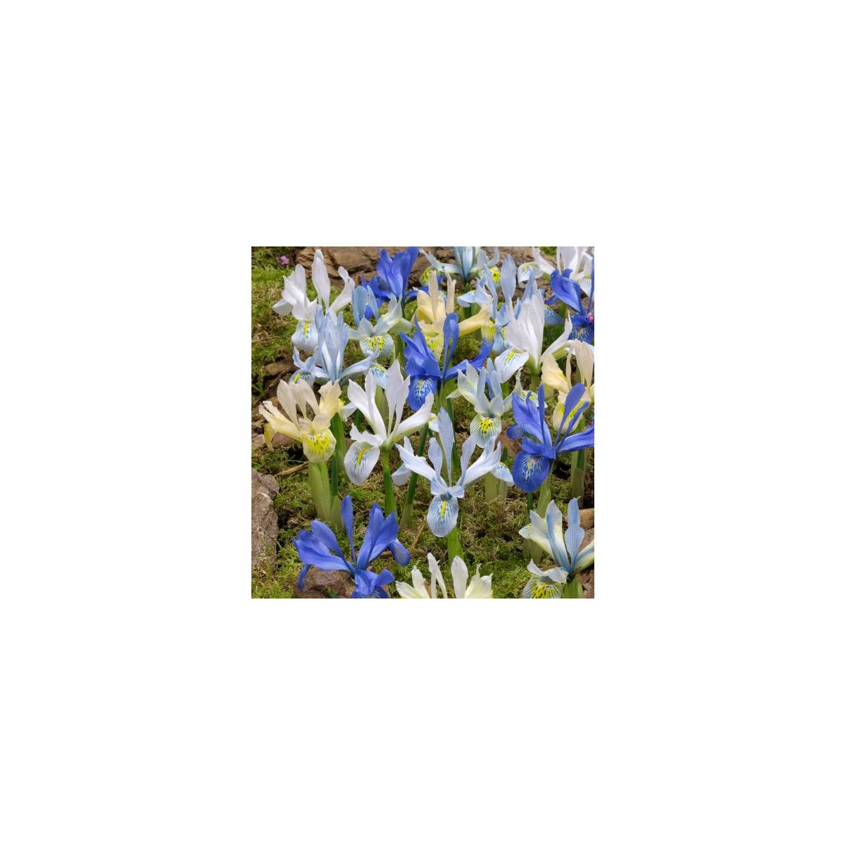 Nízké kosatce směs - Iris reticulata - cibulky kosatce - 5 ks