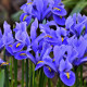 Nízké kosatce směs - Iris reticulata - cibulky kosatce - 5 ks
