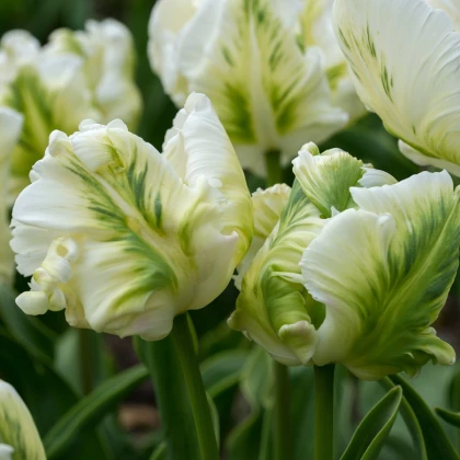 Tulipán White Rebel - Tulipa - cibule tulipánu - 3 ks