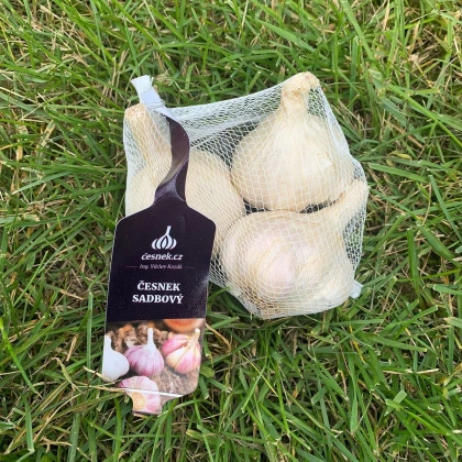 Sadbový česnek Japo II - Allium sativum - nepaličák - cibule česneku - 1 balení