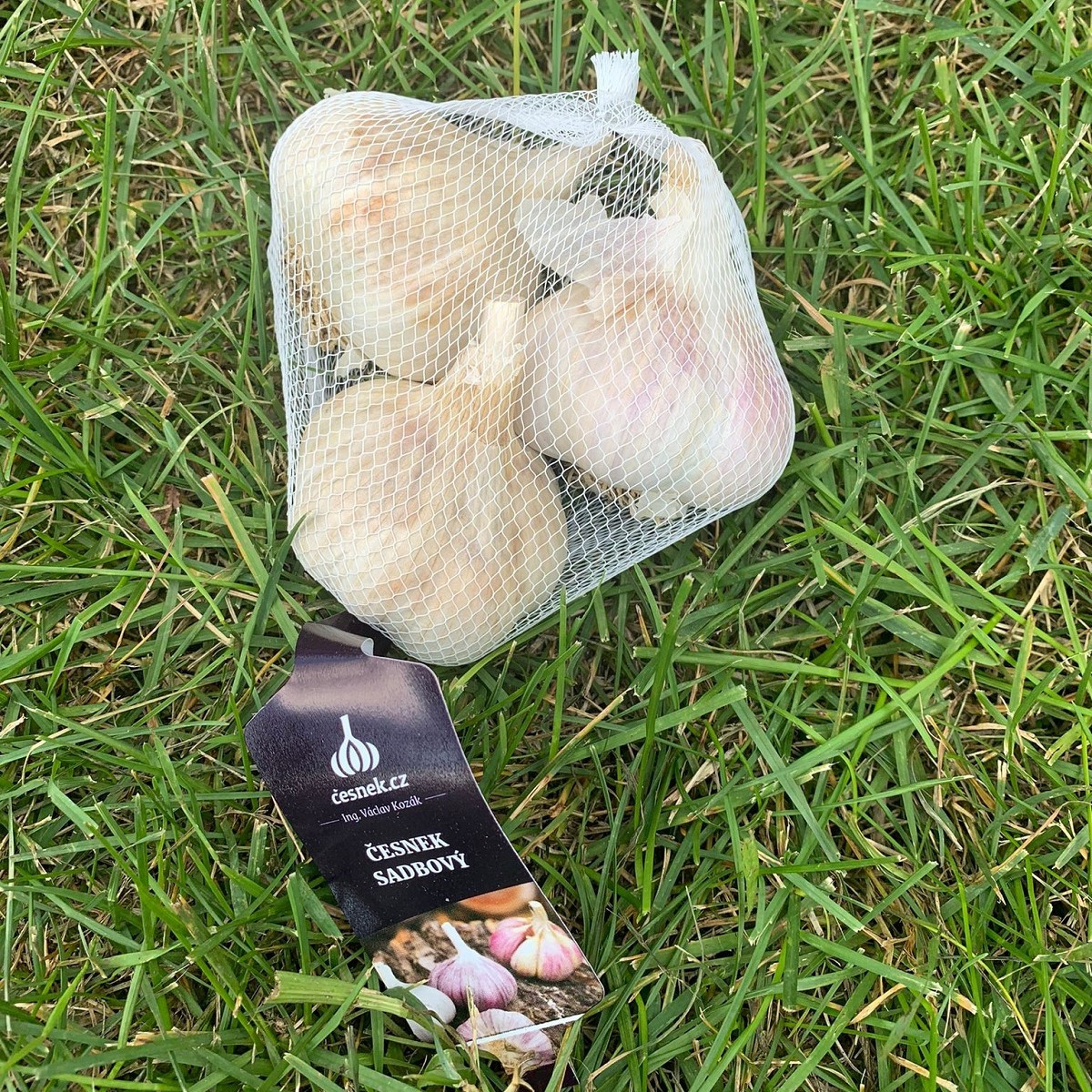 Sadbový česnek Havel - Allium sativum - paličák - 1 balení