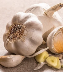 Sadbový česnek Lukan - Allium sativum - nepaličák - cibule česneku - 1 balení