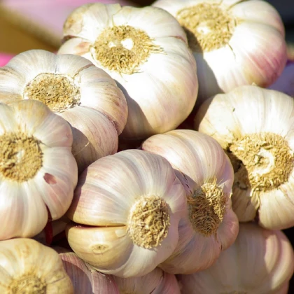 Sadbový česnek Japo II - Allium sativum - nepaličák - cibule česneku - 1 balení