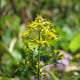 Zlatobýl obecný - Solidago virgaurea - semena zlatobýlu - 20 ks