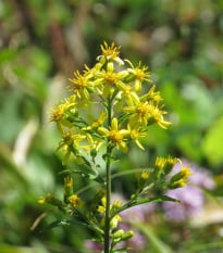 Zlatobýl obecný - Solidago virgaurea - semena zlatobýlu - 20 ks